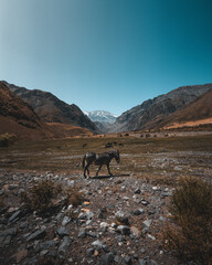 horses in the mountains of chile