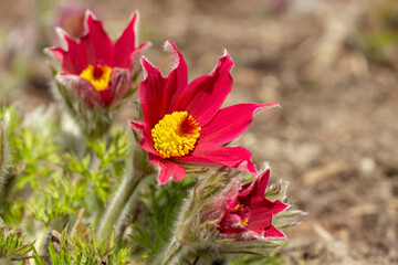 Early spring flower. Pasque flower (or pasqueflower)