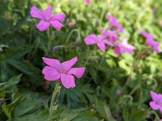 flowers in the garden