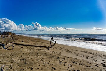 Marine panorama from Tombolo beach in Marina di Cecina Livorno Tuscany Italy. In the foreground of beached timber