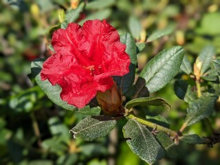 red rose in garden