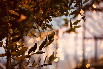 Close up olive branch in the background illuminated house.
