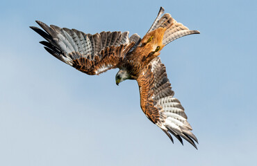 Red Kite in flight