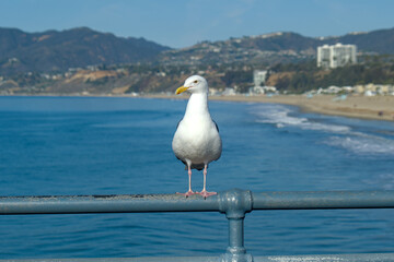 Seagull seating on a guard rail