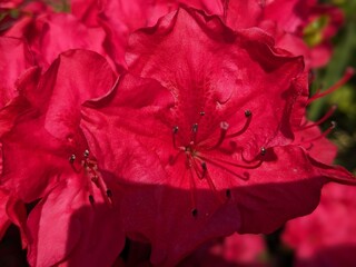 red rose petals