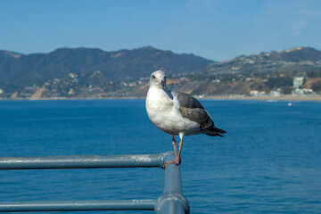 Seagull seating on a guard rail
