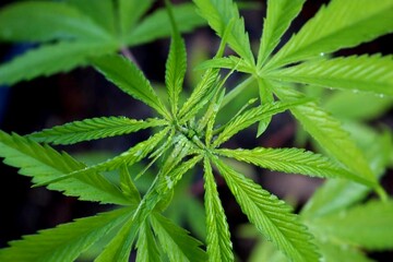 Detailed view of a marijuana plan