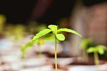 New life sprouting in paper cups