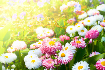 Cheerful pink white daisies on asunny warm green meadow - Powered by Adobe