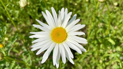 데이지 한 송이