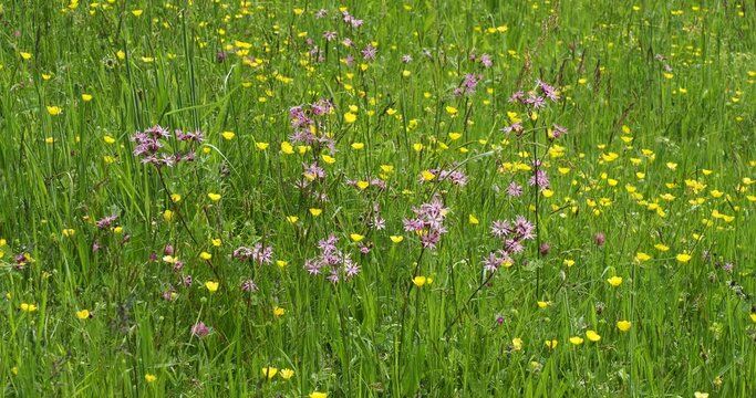 Lychnide ou sil&egrave;ne fleur de Coucou - Lychnis flos-cuculi - Plante &agrave; floraison printani&egrave;re en forme de d&eacute;licates fines lani&egrave;res rose sur tiges pourpre ramifi&eacute;es dans une prairie fleurie et humide
