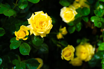 薔薇
