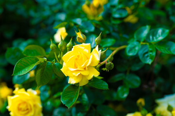 薔薇