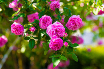 薔薇