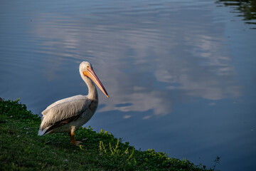 Ocala, FL