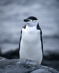 penguin in polar regions of antarctica