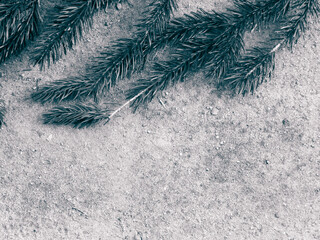 Spruce branch on the sand. Nature background.