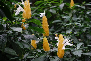 Pachystachys lutea.