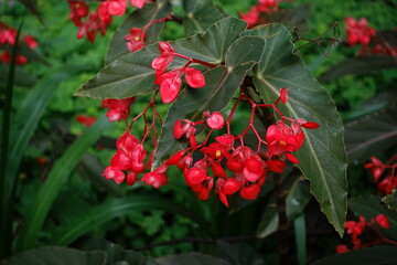 Obraz premium Begonia coccinea.