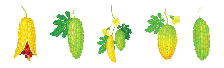 Momordica Charantia or Bitter Melon as Tropical Edible Fruit Vector Set