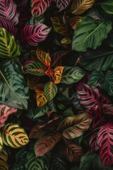 Calathea Orbifolia