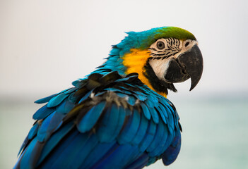 parrot / Macaw Close Up portrait