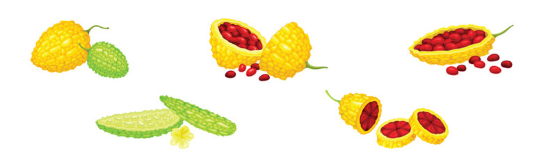 Momordica Charantia or Bitter Melon as Tropical Edible Fruit Vector Set