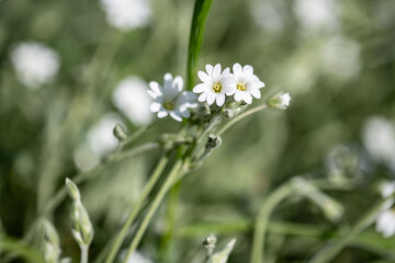 Fiori di primavera in un giardino di casa durante il mese di aprile.