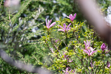Fiori di primavera in un giardino di casa durante il mese di aprile.