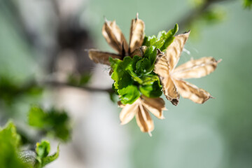 Fiori di primavera in un giardino di casa durante il mese di aprile.