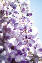 La Glicine fiorita durante mese di aprile in Ticino