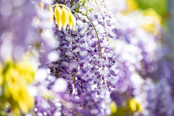 La Glicine fiorita durante mese di aprile in Ticino
