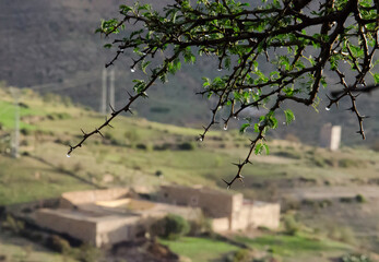 a vertical shot of a tree branches with a green leaves in a blurred background. 
