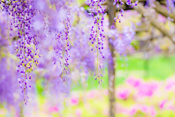 Naklejka premium 藤の花のカーテン 藤棚とツツジ ５月の花