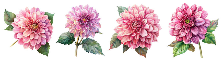 Watercolor dahlia flowers isolated on transparent background.