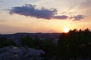 野島の夕映え　神奈川県金沢区野島公園　桜満開