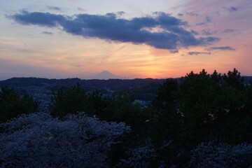 野島の夕映え　神奈川県金沢区野島公園　桜満開