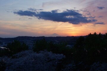 野島の夕映え　神奈川県金沢区野島公園　桜満開