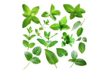 Assortment of aromatic mint leaves isolated on transparent background