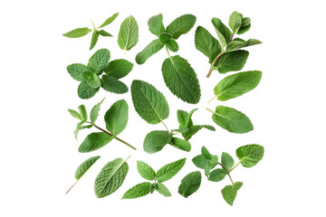 Assortment of aromatic mint leaves isolated on transparent background