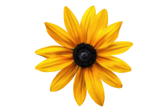Sun flower isolated on transparent background