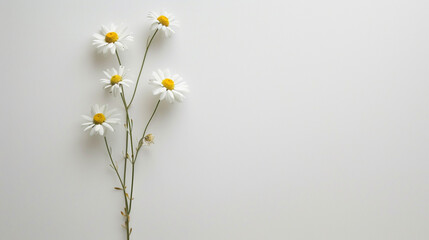  A slender stalk of daisy flowers standing in vertical alignment, white petals and yellow centers creating a charming display against a pristine white canvas