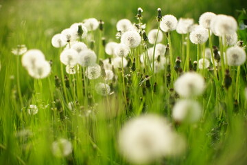Summer field with fluffy dandelion flowers grow in green grass