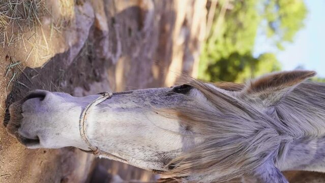 Close-up White horse in paddock, eating hay, pasture in forest mountain rock, rancho outside. Farm animal mare. Vertical