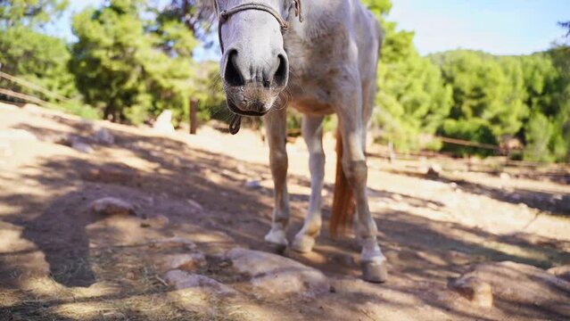 Close-up White horse in paddock, eating hay, pasture in forest mountain rock, rancho outside. Farm animal mare