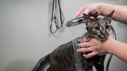 Woman washing a tabby gray cat in a grooming salon. 