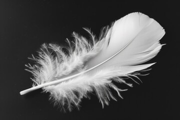 Feather White. Elegant Swan Feather Isolated on Black Background. Light and Fluffy Soft Object