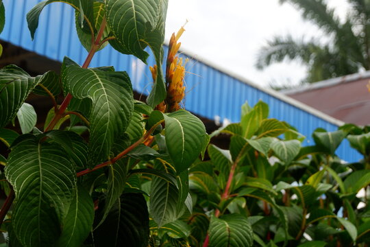 photography of sanchezia oblonga plant in the yard