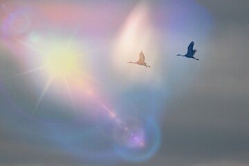 겨우철새의 비행, 재두루미