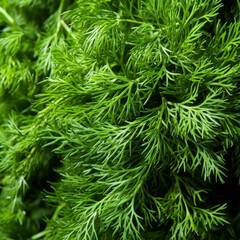Green dill close up. Realistic photo of top view green leaves scenery. Close-up food photography background